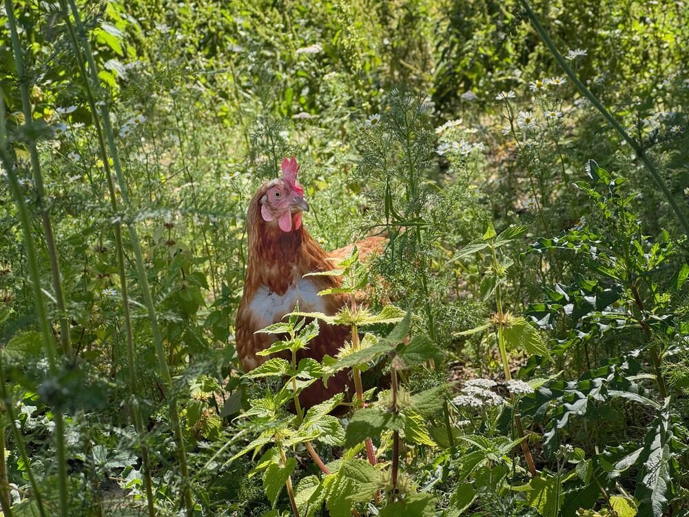Huhn auf grüner Wildblumenwiese