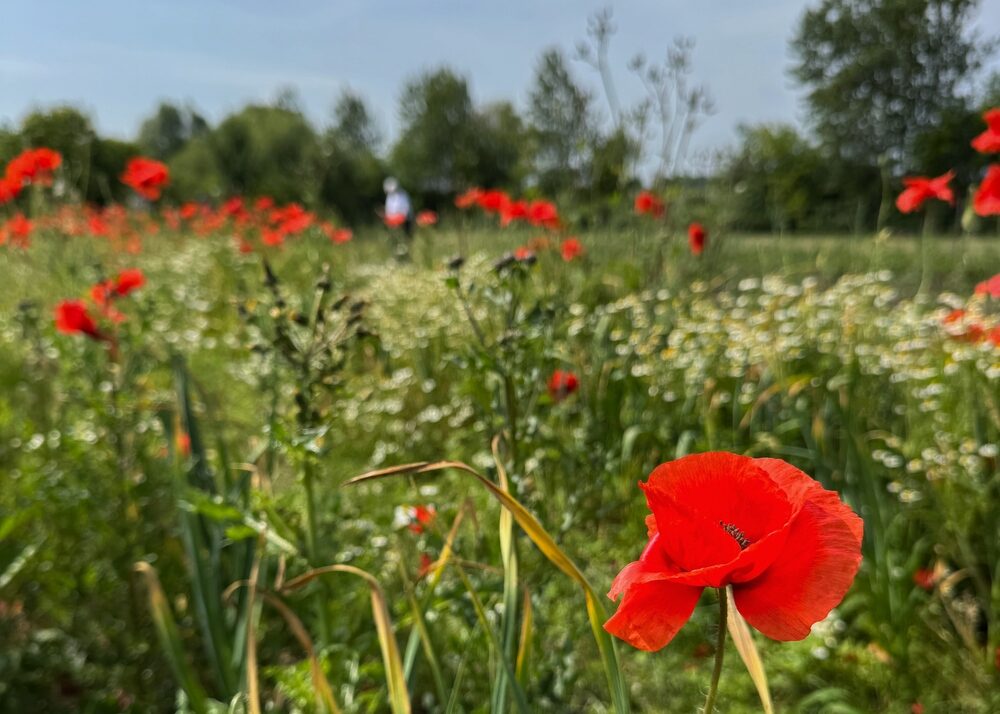 Mohnblumen in der Gärtnerei
